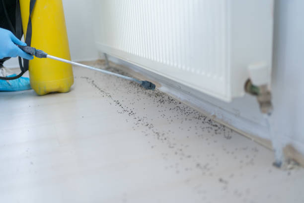 Best Flea Control Services  in Littlestown, PA